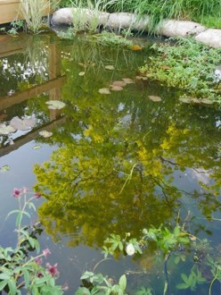 Wildlife Pond